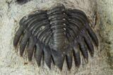 Kettneraspis Trilobite (Long Occipital Horn) - Lghaft, Morocco #107697-2